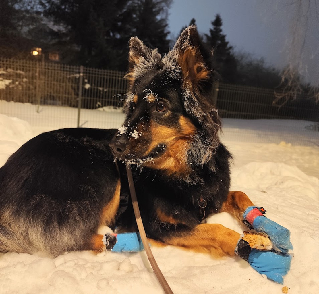 Eesti maaülikooli väikeloomakliiniku nooremloomaarsti Grete Kõksi kutsa on talveks valmis ning lustib väljas hea meelega. Tegu on varsti kaheaastaseks saava boheemia lambakoeraga nimega Dessa. Foto: ERAKOGU